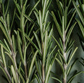 Aromatic