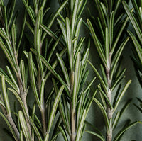 Rosemary