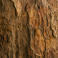 Woody
