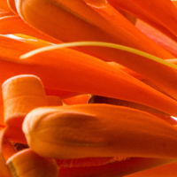 African Orange Flower