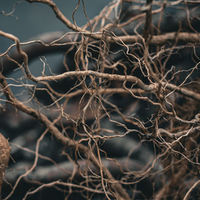 Angelica Root