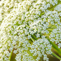 Angelica