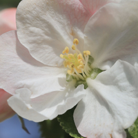Apple Blossom