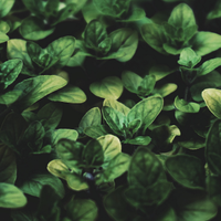 Aromatic Greens