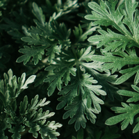 Artemisia