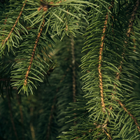 Balsam Fir