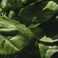 Basil