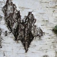 Birch