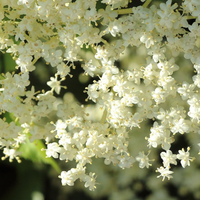Black Elder