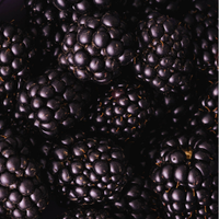 Blackberry
