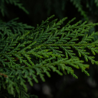 Blue Cypress