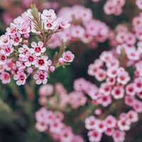 Boronia