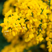 Broom
