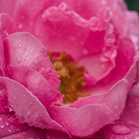 Bulgarian Rose