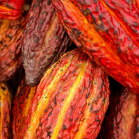 Cacao Pod