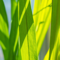 Calamus