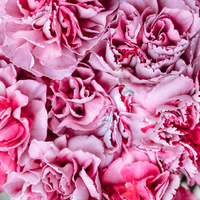 Carnation