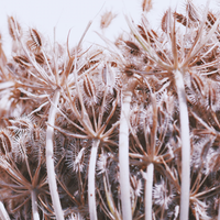 Carrot Seeds