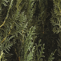 Cedar Leaves