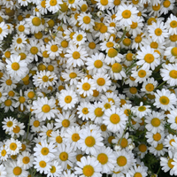 Chamomile