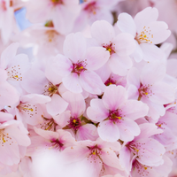 Cherry Blossom