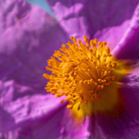 Cistus Incanus