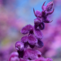 Clary Sage
