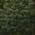 Conifer