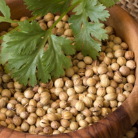 Coriander