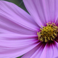 Cosmos Flower