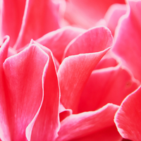 Cyclamen
