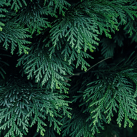 Cypress