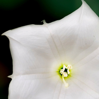 Datura