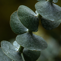 Eucalyptus