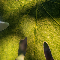 Fig Leaf