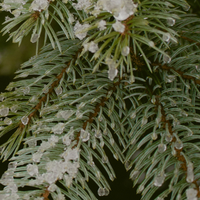 Fir