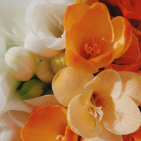 Freesia