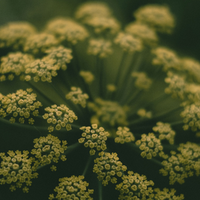 Galbanum