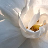 Gardenia