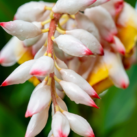 Ginger flower