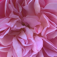 Grasse Rose