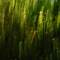 Green Accord