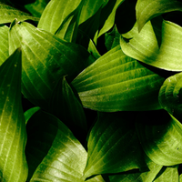Green Leaves