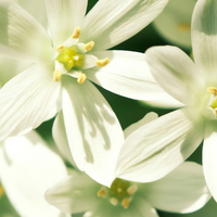 Hedione