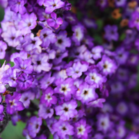 Heliotrope