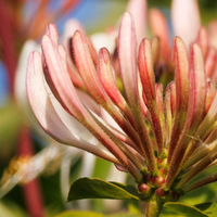 Honeysuckle