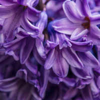Hyacinth