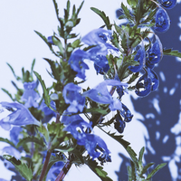 Hyssop