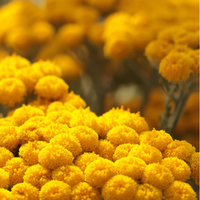Immortelle
