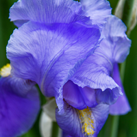 Tuscan Iris
